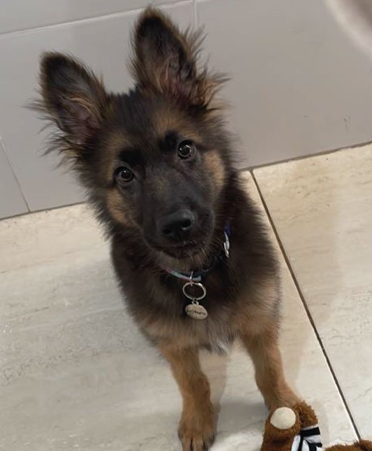 Venda de Filhotes de Cachorro em São Paulo - Filhotes com Excelente Temperamento