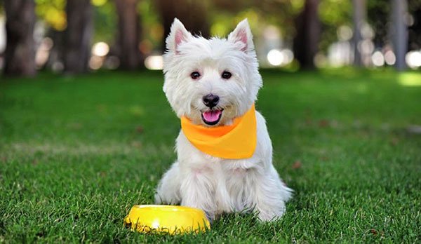 Venda de Filhotes de Cachorro em São Paulo - Filhotes com Excelente Temperamento