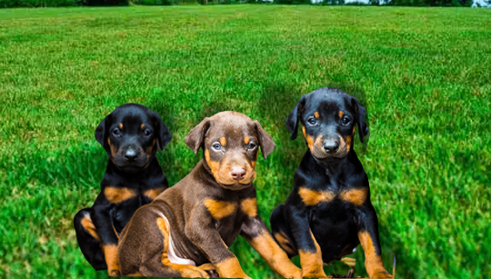 FILHOTE DOBERMAN disponível em São Paulo - Palace Filhotes