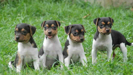 FILHOTE TERRIER BRASILEIRO (FOX PAULISTINHA) disponível em São Paulo - Palace Filhotes
