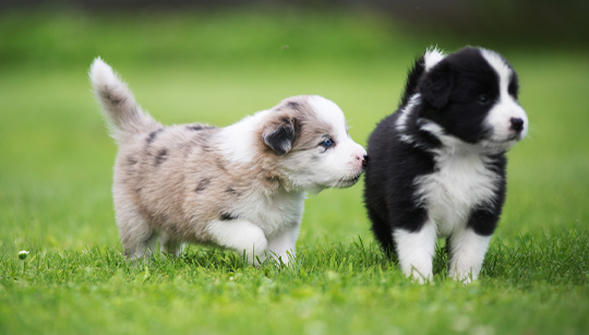 FILHOTE BORDER COLLIE disponível em São Paulo - Palace Filhotes