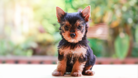 FILHOTE YORKSHIRE TERRIER disponível em São Paulo - Palace Filhotes