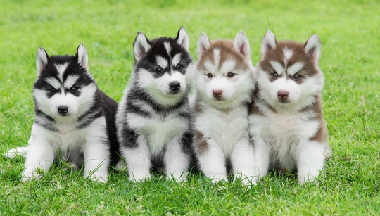 FILHOTE HUSKY SIBERIANO disponível em São Paulo - Palace Filhotes