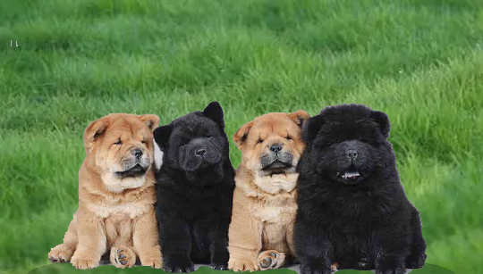 FILHOTE CHOW CHOW disponível em São Paulo - Palace Filhotes