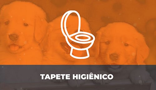 Venda de Filhotes de Cachorro em São Paulo - Filhotes com Excelente Temperamento