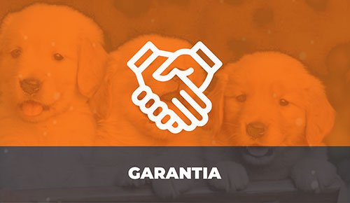 Venda de Filhotes de Cachorro em São Paulo - Filhotes com Excelente Temperamento