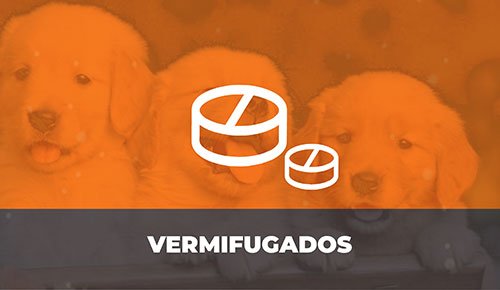 Venda de Filhotes de Cachorro em São Paulo - Filhotes com Excelente Temperamento