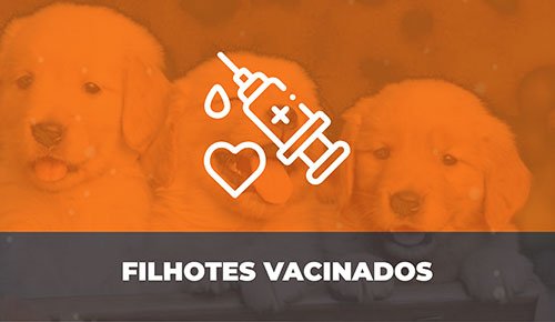 Venda de Filhotes de Cachorro em São Paulo - Filhotes com Excelente Temperamento