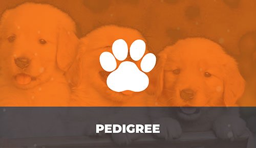 Venda de Filhotes de Cachorro em São Paulo - Filhotes com Excelente Temperamento