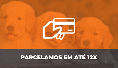 Venda de Filhotes de Cachorro em São Paulo - Filhotes com Excelente Temperamento