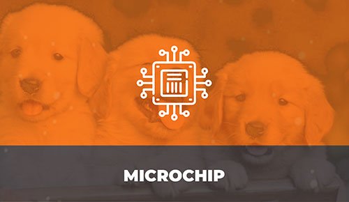 Venda de Filhotes de Cachorro em São Paulo - Filhotes com Excelente Temperamento
