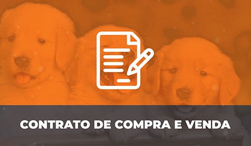Venda de Filhotes de Cachorro em São Paulo - Filhotes com Excelente Temperamento